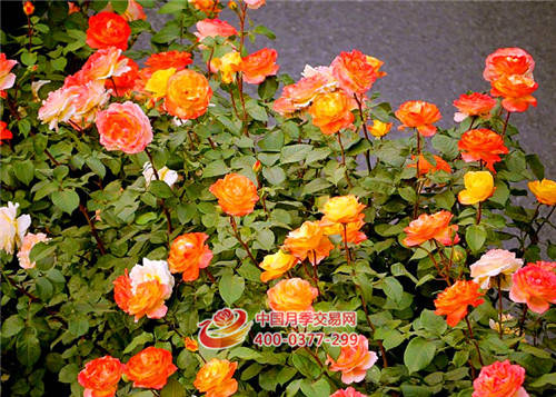 深秋時(shí)節，秋風(fēng)送爽(圖1)